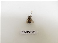 藏品(義大利蜂)的圖片